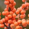 Winter Gold Female Winterberry Holly - 3 Gallon Pot -Cheap PLANTS Store ilex verticillata winter gold winterberry holly 1 1