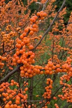 Winter Gold Female Winterberry Holly - 1 Gallon Pot -Cheap PLANTS Store ilex verticillata winter gold winterberry holly 3