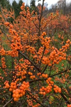 Winter Gold Female Winterberry Holly - 1 Gallon Pot -Cheap PLANTS Store ilex verticillata winter gold winterberry holly 4