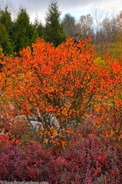 Winter Gold Female Winterberry Holly - 1 Gallon Pot -Cheap PLANTS Store ilex verticillata winter gold winterberry holly 7