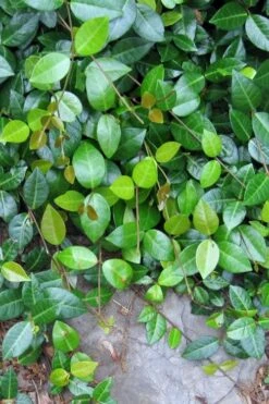 Asian Jasmine - Asiatic Jasmine - 1 Gallon Pot -Cheap PLANTS Store jasmine asian 10