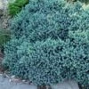 Blue Star Juniper - 1 Gallon Pot -Cheap PLANTS Store juniper blue star 11 1