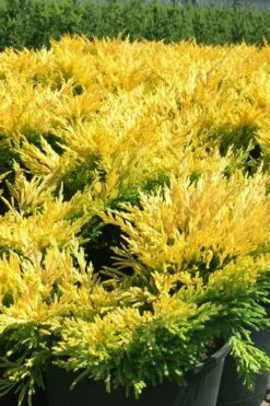 Limeglow Golden Andorra Compact Juniper - 6 Pack Of 1 Gallon Pots 13 Limeglow Golden Andorra Compact Juniper - 6 Pack Of 1 Gallon Pots -Cheap PLANTS Store juniper horizontalis lime glow 22