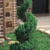 Blue Point Juniper Spiral Topiary - 7 Gallon Pot 1 Blue Point Juniper Spiral Topiary - 7 Gallon Pot -Cheap PLANTS Store juniperus blue point juniper spiral topiary 101