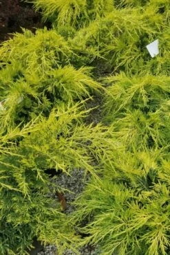 Gold Lace Juniper - 6 Pack Of 1 Gallon Pot -Cheap PLANTS Store juniperus chinensis gold lace juniper 2