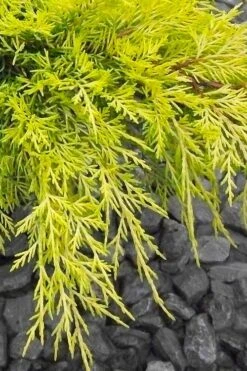 Gold Lace Juniper - 6 Pack Of 1 Gallon Pot -Cheap PLANTS Store juniperus chinensis gold lace juniper 3