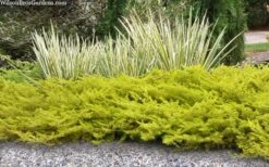 All Gold Golden Pacific Juniper - 3 Gallon Pot -Cheap PLANTS Store juniperus conferta all gold pacific shore juniper 21