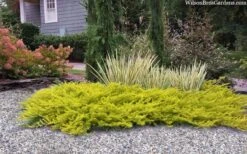 All Gold Golden Pacific Juniper - 3 Gallon Pot -Cheap PLANTS Store juniperus conferta all gold pacific shore juniper 22
