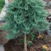 Blue Chip Juniper Tree Form Topiary - 3 Gallon Pot -Cheap PLANTS Store juniperus horizontalis blue chip juniper topiary tree 1
