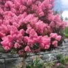 Sioux Pink Crape Myrtle Tree (Single Trunk) - 5 Gallon Pot -Cheap PLANTS Store lagerstroemia indica sioux crape myrtle standard single trunk 1