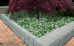 Purple Dragon Lamium - 1 Gallon Pot 15 Purple Dragon Lamium - 1 Gallon Pot -Cheap PLANTS Store lamium maculatam white nancy spotted dead nettle 105