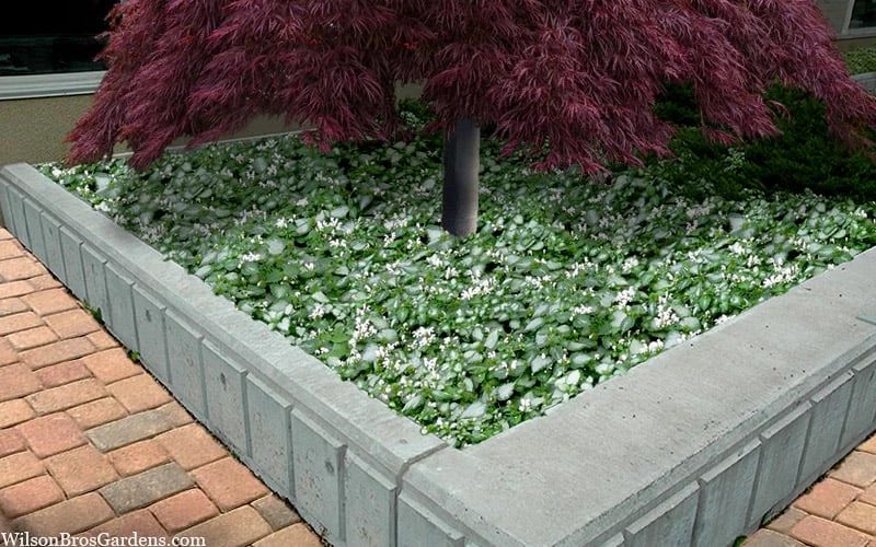 Purple Dragon Lamium - 1 Gallon Pot 9 Purple Dragon Lamium - 1 Gallon Pot - Image 7