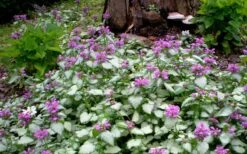 Purple Dragon Lamium - 1 Gallon Pot 13 Purple Dragon Lamium - 1 Gallon Pot -Cheap PLANTS Store lamium maculatum purple dragon 4