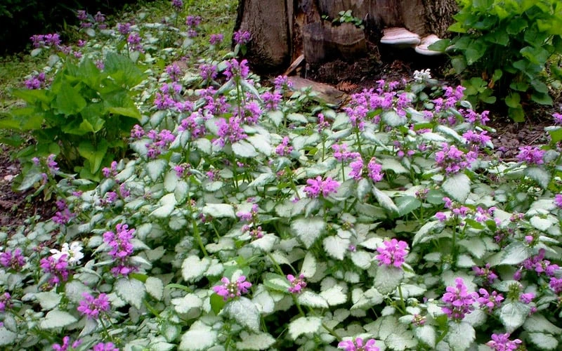 Purple Dragon Lamium - 1 Gallon Pot 7 Purple Dragon Lamium - 1 Gallon Pot - Image 5
