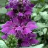 Purple Dragon Lamium - 1 Gallon Pot -Cheap PLANTS Store lamium maculatum purple dragon 5