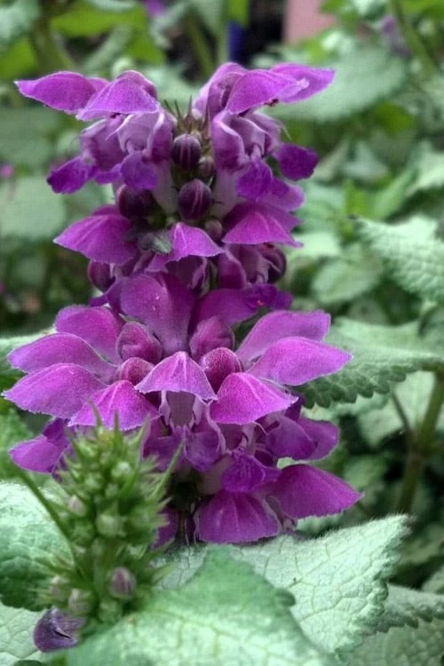 Purple Dragon Lamium - 1 Gallon Pot 3 Purple Dragon Lamium - 1 Gallon Pot