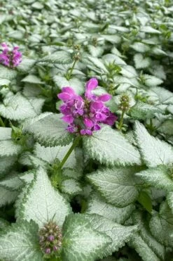 Purple Dragon Lamium - 1 Gallon Pot 14 Purple Dragon Lamium - 1 Gallon Pot -Cheap PLANTS Store lamium maculatum purple dragon 7
