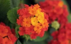 Little Lucky Red Lantana - 6 Inch Pot -Cheap PLANTS Store lantana Little Lucky Red Flower Closeup 1