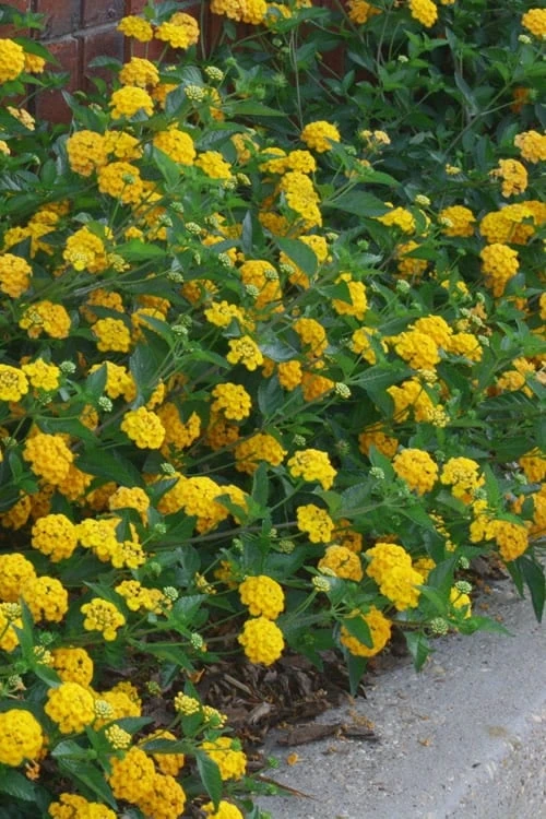 New Gold Hardy Lantana - 6 Pack Of 1 Gallon Pots 6 New Gold Hardy Lantana - 6 Pack Of 1 Gallon Pots - Image 4