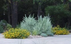 New Gold Hardy Lantana - 6 Pack Of 1 Gallon Pots 12 New Gold Hardy Lantana - 6 Pack Of 1 Gallon Pots -Cheap PLANTS Store lantana new gold 11