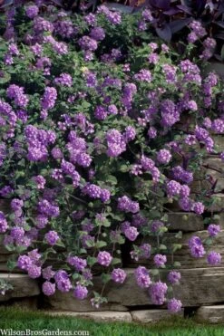 Trailing Lavender Lantana - 1 Gallon Pot