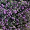Trailing Lavender Lantana - 5 Pack Of Pint Pots -Cheap PLANTS Store lantana trailing lavender 105