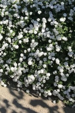Trailing White Lantana - 5 Pack Of Pint Pots -Cheap PLANTS Store lantana trailing white 10