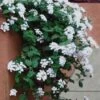 Trailing White Lantana - 5 Pack Of Pint Pots 2 Trailing White Lantana - 5 Pack Of Pint Pots -Cheap PLANTS Store lantana trailing white 13