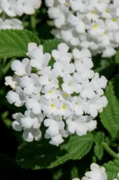Trailing White Lantana - 5 Pack Of Pint Pots -Cheap PLANTS Store lantana trailing white 7