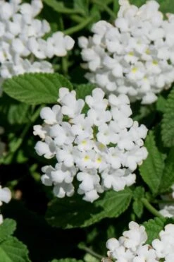 Trailing White Lantana - 5 Pack Of Pint Pots -Cheap PLANTS Store lantana trailing white 8