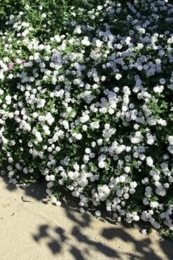 Trailing White Lantana - 5 Pack Of Pint Pots -Cheap PLANTS Store lantana trailing white 9