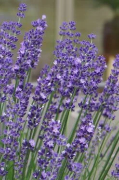 Big Time Blue Lavender - 1 Gallon Pot 13 Big Time Blue Lavender - 1 Gallon Pot -Cheap PLANTS Store lavandula angustifolia big time blue lavender 1