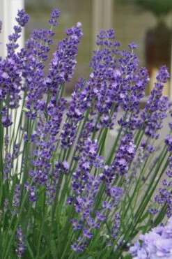 Big Time Blue Lavender - 1 Gallon Pot 11 Big Time Blue Lavender - 1 Gallon Pot -Cheap PLANTS Store lavandula angustifolia big time blue lavender 2