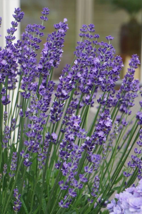 Big Time Blue Lavender - 1 Gallon Pot 6 Big Time Blue Lavender - 1 Gallon Pot - Image 4