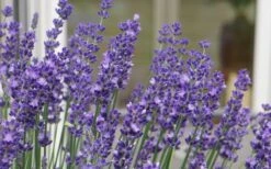 Big Time Blue Lavender - 1 Gallon Pot 12 Big Time Blue Lavender - 1 Gallon Pot -Cheap PLANTS Store lavandula angustifolia big time blue lavender 3