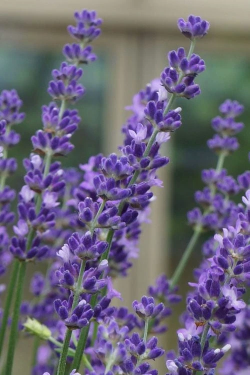 Big Time Blue Lavender - 1 Gallon Pot 3 Big Time Blue Lavender - 1 Gallon Pot