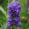Ellagance Purple English Lavender - 5 Pack Of Quart Pots 2 Ellagance Purple English Lavender - 5 Pack Of Quart Pots -Cheap PLANTS Store lavandula angustifolia ellagance purple english lavender 4