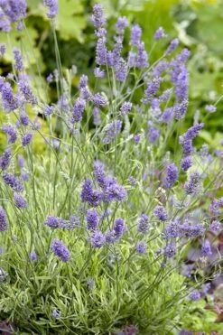 Platinum Blonde English Lavender Plant - 1 Gallon Pot 14 Platinum Blonde English Lavender Plant - 1 Gallon Pot -Cheap PLANTS Store lavandula angustifolia momparler platinum blonde lavender 2