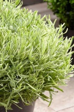 Platinum Blonde English Lavender Plant - 1 Gallon Pot 15 Platinum Blonde English Lavender Plant - 1 Gallon Pot -Cheap PLANTS Store lavandula angustifolia momparler platinum blonde lavender 5
