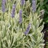 Platinum Blonde English Lavender Plant - 1 Gallon Pot 2 Platinum Blonde English Lavender Plant - 1 Gallon Pot -Cheap PLANTS Store lavandula angustifolia momparler platinum blonde lavender 6