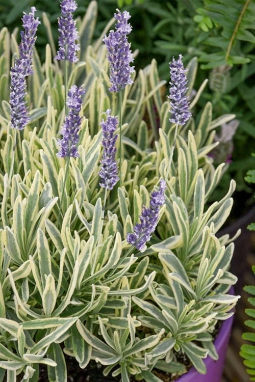 Platinum Blonde English Lavender Plant - 1 Gallon Pot 3 Platinum Blonde English Lavender Plant - 1 Gallon Pot