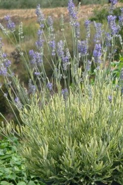 Platinum Blonde English Lavender Plant - 1 Gallon Pot 16 Platinum Blonde English Lavender Plant - 1 Gallon Pot -Cheap PLANTS Store lavandula angustifolia momparler platinum blonde lavender 7
