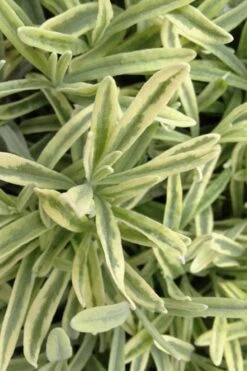 Platinum Blonde English Lavender Plant - 1 Gallon Pot 13 Platinum Blonde English Lavender Plant - 1 Gallon Pot -Cheap PLANTS Store lavandula angustifolia momparler platinum blonde lavender 8