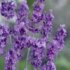 Munstead English Lavender - 6 Pack Of Pint Pots -Cheap PLANTS Store lavandula angustifolia munstead english lavender 2
