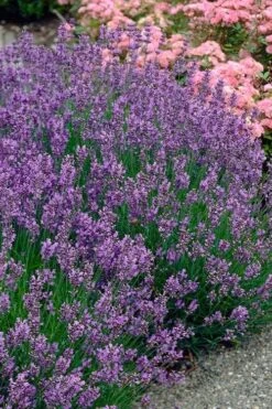 Munstead English Lavender - 6 Pack Of Pint Pots -Cheap PLANTS Store lavandula angustifolia munstead english lavender 3