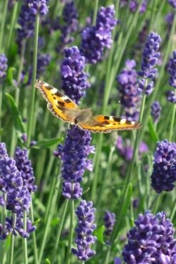 Munstead English Lavender - 6 Pack Of Pint Pots -Cheap PLANTS Store lavandula angustifolia munstead english lavender 4