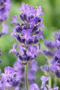 Munstead English Lavender - 6 Pack Of Pint Pots -Cheap PLANTS Store lavandula angustifolia munstead english lavender 5