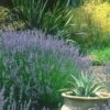 Provence French Lavender - 5 Pack Of Quart Pots 2 Provence French Lavender - 5 Pack Of Quart Pots -Cheap PLANTS Store lavandula20intermedia provencer french lavender 102