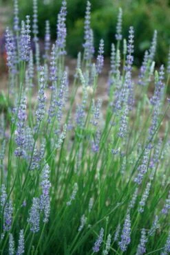 Provence French Lavender - 5 Pack Of Quart Pots -Cheap PLANTS Store lavandula20intermedia provencer french lavender 103