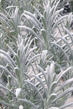 Sensational Lavender - 5 Pack Of Quart Pots -Cheap PLANTS Store lavender intermedia sensational 1 1